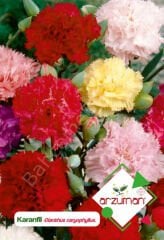 Karanfil Karışık Renk Tohumu 100 Adet – Arzuman