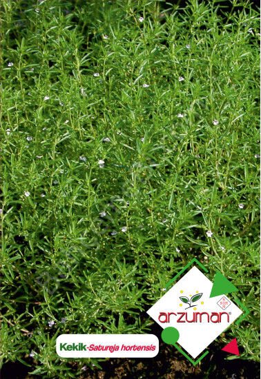 Kekik Tohumu 100 Adet – Arzuman