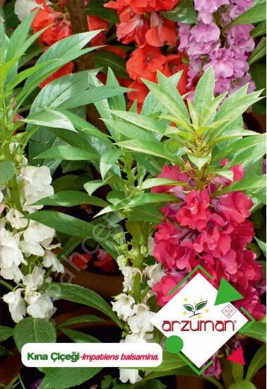 Kına Çiçeği Tohumu 30 Adet – Arzuman