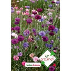 Kontur Çiçeği Tohumu 50 Adet – Arzuman