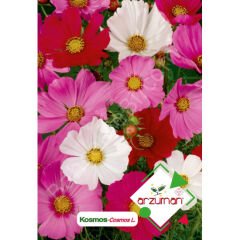 Kosmos Çiçeği Tohumu 30 Adet – Arzuman