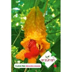 Kudret Narı Tohumu 5 Adet – Arzuman