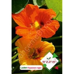 Laden Çiçeği Tohumu 6 Adet – Arzuman