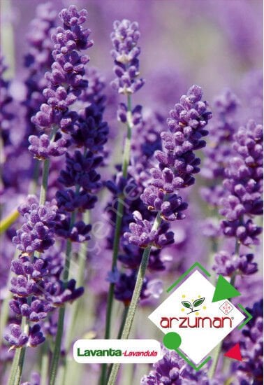 Lavanta Tohumu 100 Adet – Arzuman