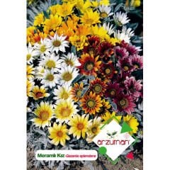 Meramlı Kız Çiçeği Tohumu 25 Adet – Arzuman