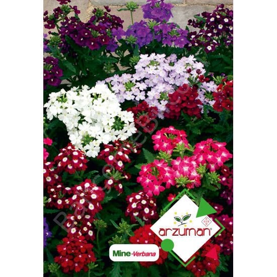Verbena (Verbenaceae) Tohumu  | Arzuman
