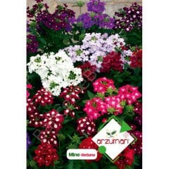Verbena (Verbenaceae) Tohumu  | Arzuman