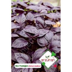 Mor Fesleğen / Mor Reyhan Tohumu 100 Adet – Arzuman