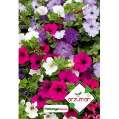 Petunya Çiçeği Tohumu Karışık Renk 100 Adet – Arzuman
