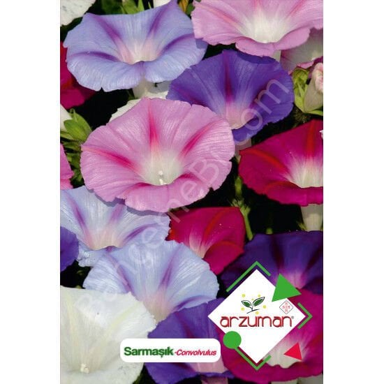 Sabah Sefası  Sarmaşık Çiçeği Tohumu 50 Adet - Arzuman