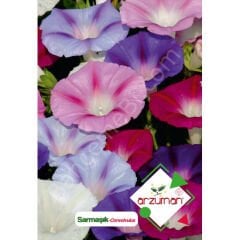 Sabah Sefası  Sarmaşık Çiçeği Tohumu 50 Adet - Arzuman