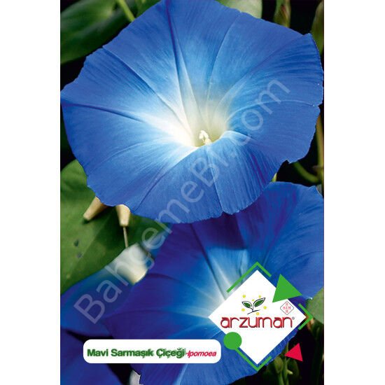 Sabah Sefası (Mavi Sarmaşık) Çiçeği Tohumu 30 Adet - Arzuman