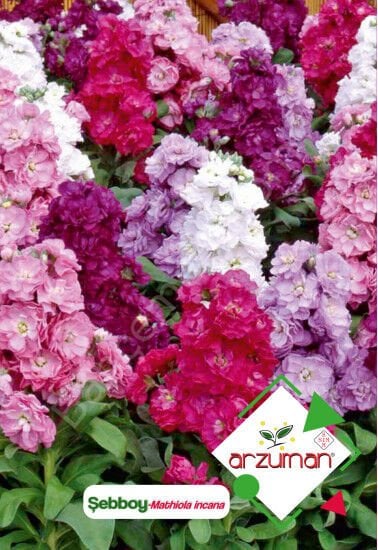 Şebboy Çiçeği Tohumu 100 Adet - Arzuman