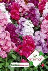 Şebboy Çiçeği Tohumu 100 Adet - Arzuman