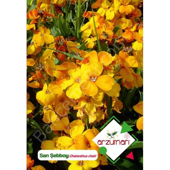 Sarı Şebboy Çiçeği Tohumu 100 Adet | Arzuman