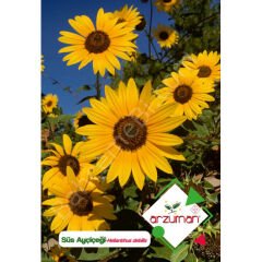 Süs Ayçiçeği Tohumu 50 Adet | Arzuman