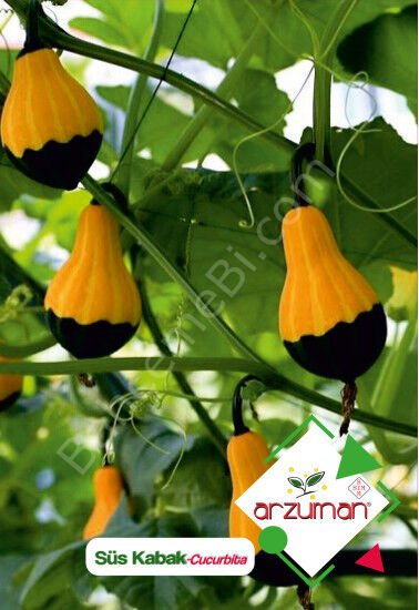 Süs Kabağı Tohumu | Arzuman