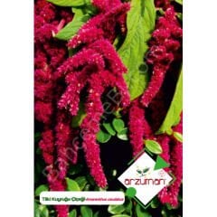 Tilki Kuyruğu Tohumu 100 Adet | Arzuman