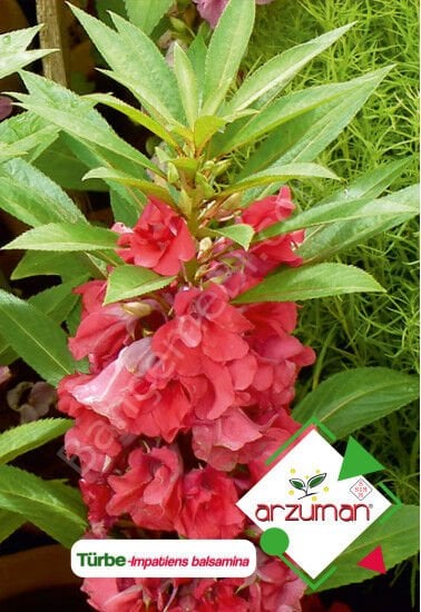 Türbe Çiçeği Tohumu 30 Adet | Arzuman