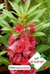 Türbe Çiçeği Tohumu 30 Adet | Arzuman