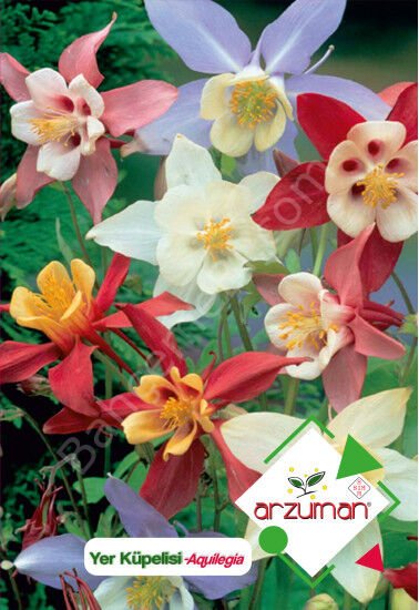 Yer Küpelisi Tohumu 100 Adet | Arzuman