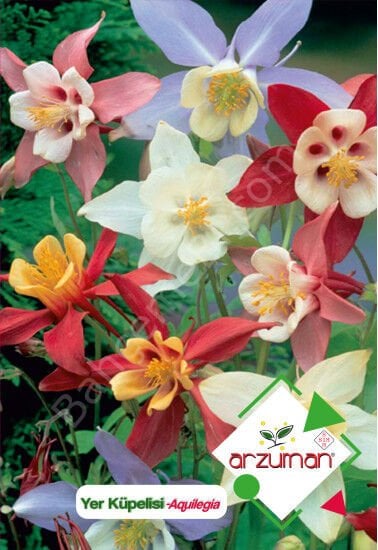 Yer Küpelisi Tohumu 100 Adet | Arzuman