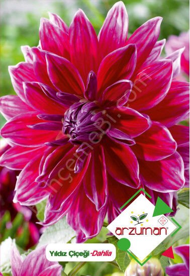 Yıldız Çiçeği Tohumu 30 Adet | Arzuman