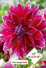 Yıldız Çiçeği Tohumu 30 Adet | Arzuman