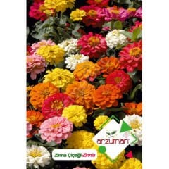 Zinna Tohumu 30 Adet | Arzuman