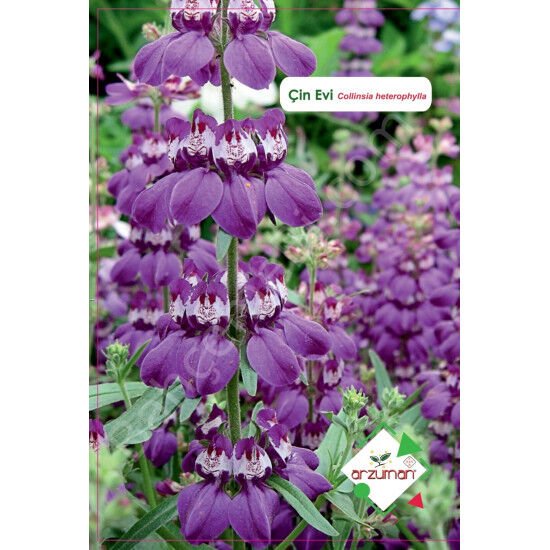 Çin Evi Çiçeği Tohumu 100 Adet | Arzuman