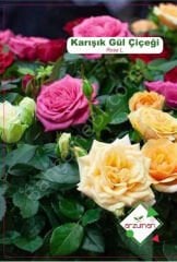 KARIŞIK GÜL (Rosalle Mixed) Tohumu 15 Adet | Arzuman