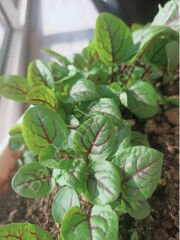 KIRMIZI KUZUKULAĞI (Rumex acetosella) Tohumu 50 Adet | Arzuman