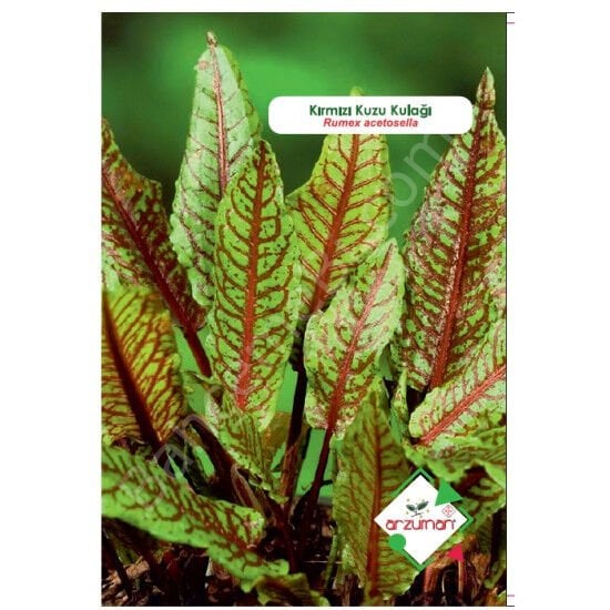 KIRMIZI KUZUKULAĞI (Rumex acetosella) Tohumu 50 Adet | Arzuman