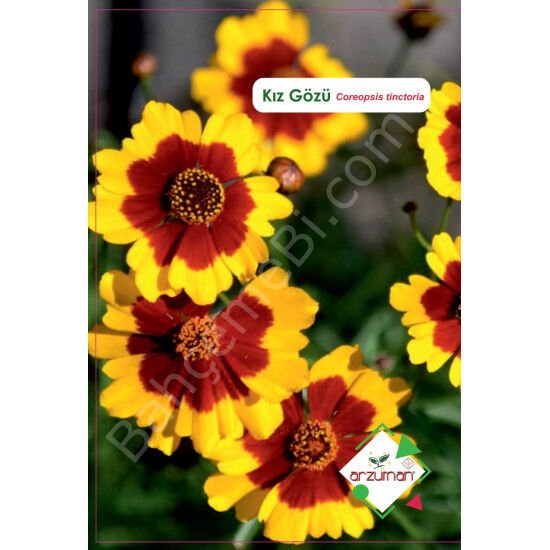 Kız Gözü Çiçeği Tohumu 100 Adet | Arzuman