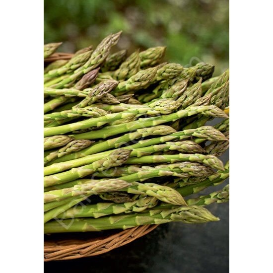 Kuşkonmaz (Asparagus officinalis L.) Tohumu 10 Adet | Arzuman