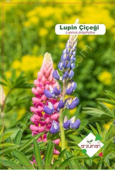 Acı Bakla / Lüpen Tohumu | 5 Adet | Arzuman