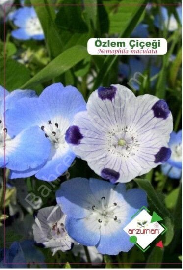 Özlem Çiçeği Tohumu | 25 Adet | Arzuman