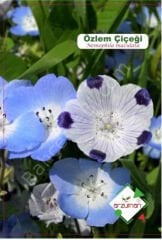 Özlem Çiçeği Tohumu | 25 Adet | Arzuman