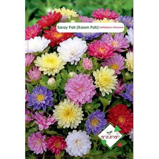 Saray Pati (Kasım Pati) Tohumu | 50 Adet | Arzuman