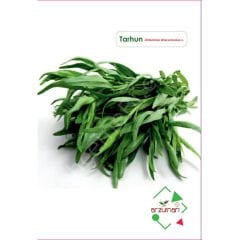 Tarhun Tohumu | 50 Adet | Arzuman