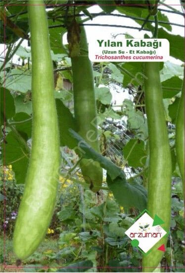 Yılan Kabağı Tohumu | 5 Adet | Arzuman