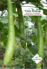 Yılan Kabağı Tohumu | 5 Adet | Arzuman