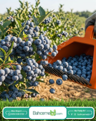 Blue Berry , Aronya Ve Meyve  Toplama Tarağı Plastik Bsr Garden