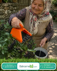 Blue Berry , Aronya Ve Meyve  Toplama Tarağı Plastik Bsr Garden