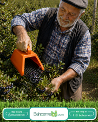 Blue Berry , Aronya Ve Meyve  Toplama Tarağı Plastik Bsr Garden