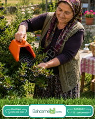 Blue Berry , Aronya Ve Meyve  Toplama Tarağı Plastik Bsr Garden