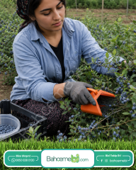 Blue Berry , Aronya Ve Meyve  Toplama Tarağı Plastik Bsr Garden