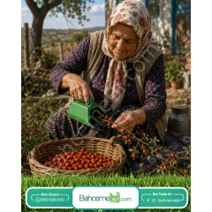 Kuşburnu , Alıç Ve İğde Toplama Aparatı Metal Tırnaklı Plastik Bsr Garden